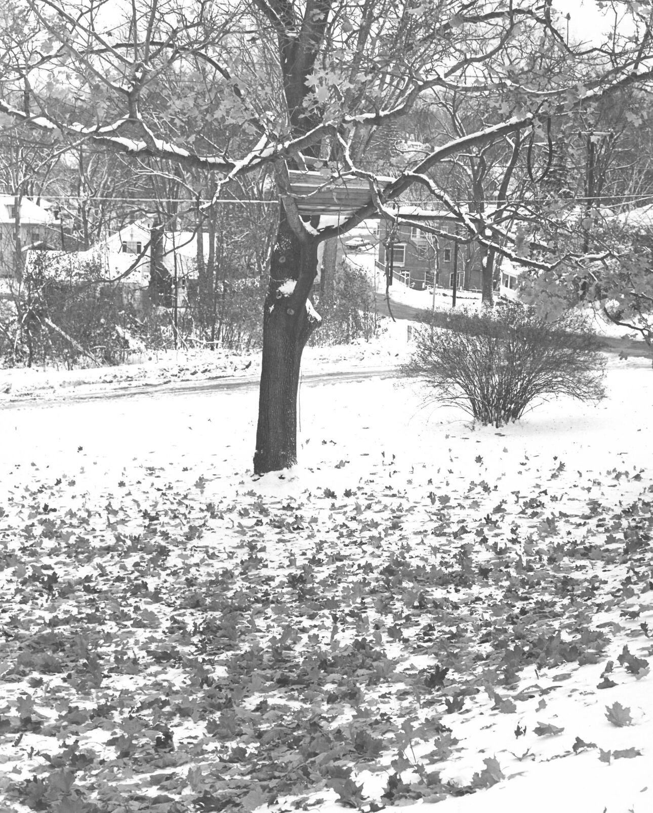 Early snow